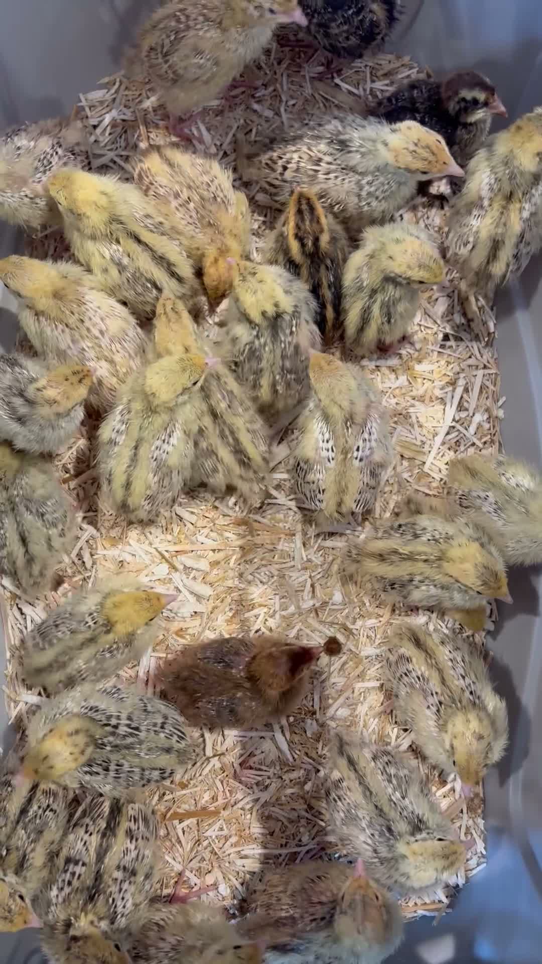 Quail poultry for sale: Week old Japanese quail chicks - Video 1
