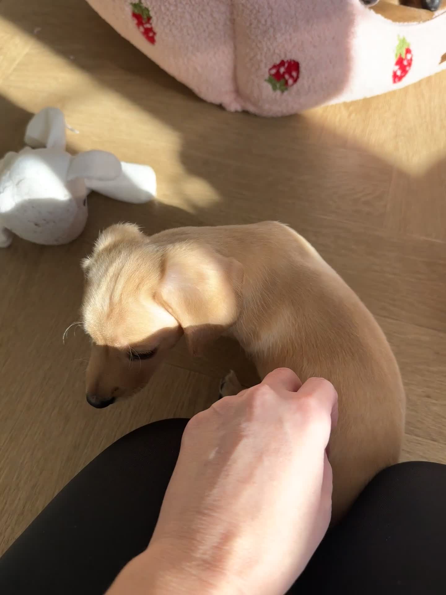 Miniature Dachshund dogs for sale: ✨ KC Smooth haired cream miniature dachshunds✨ - Video 1