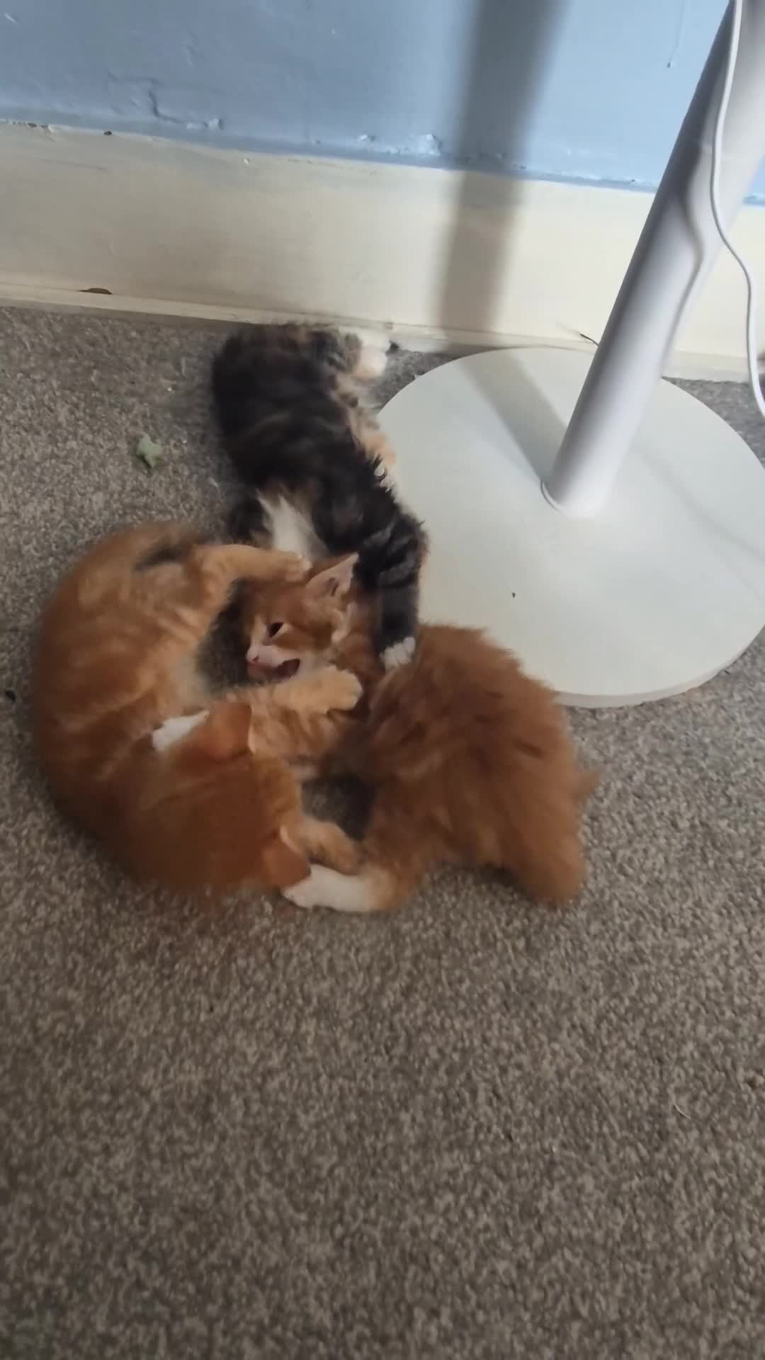 Mixed Breed cats for sale: Playful kittens in London - Video 1