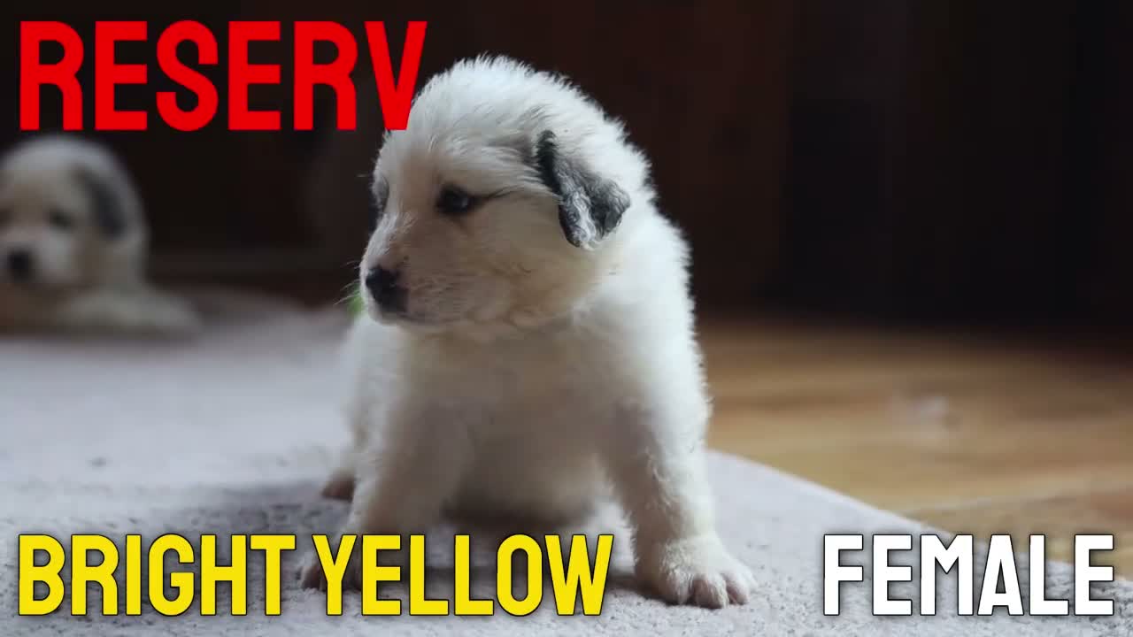 Pyrenean Mountain Dog dogs for sale: Adorable Puppies, Looking For Forever Homes! - Video 5