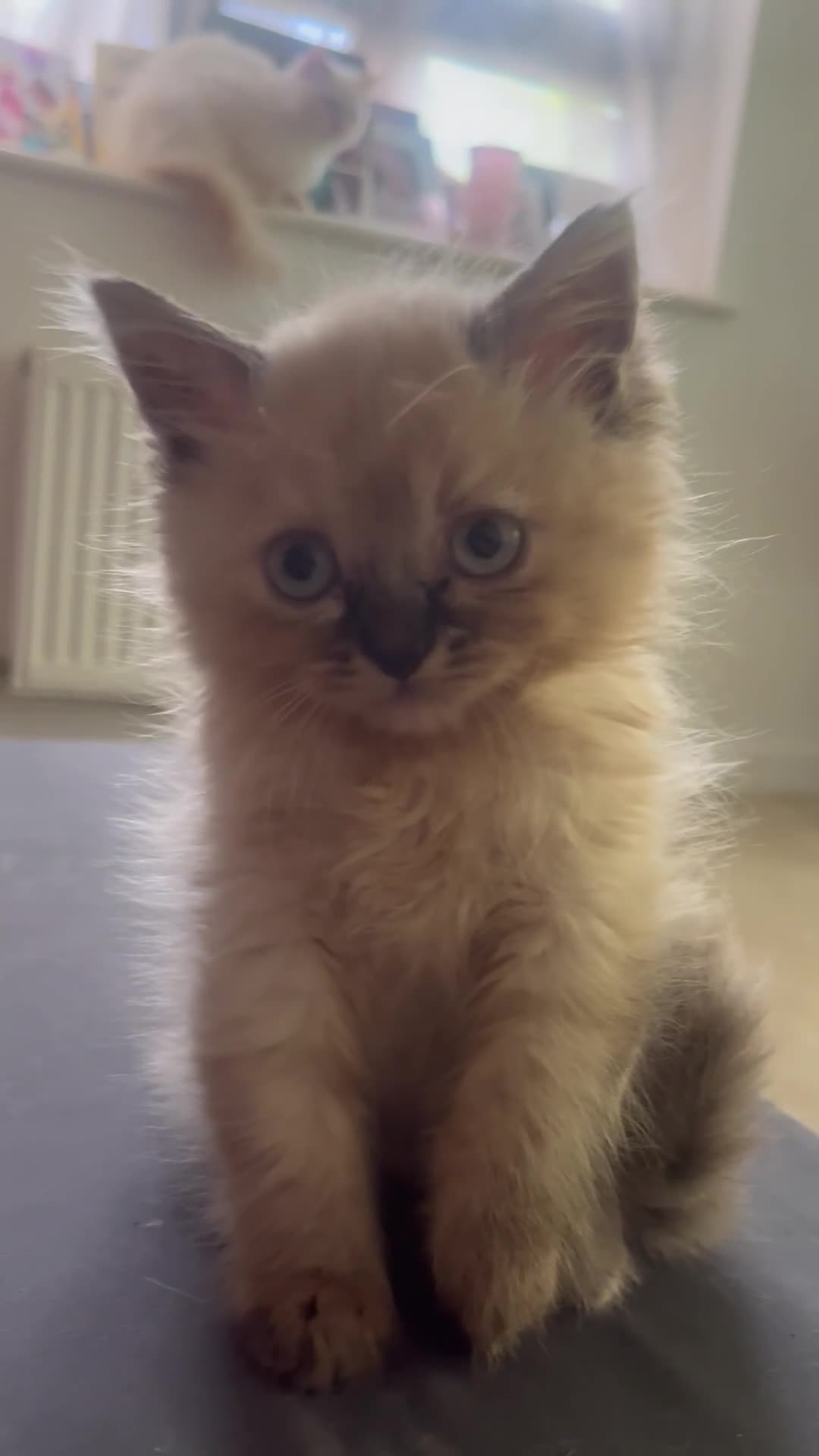 Mixed Breed cats for sale: Gorgeous grey fluffy kittens  - Video 1