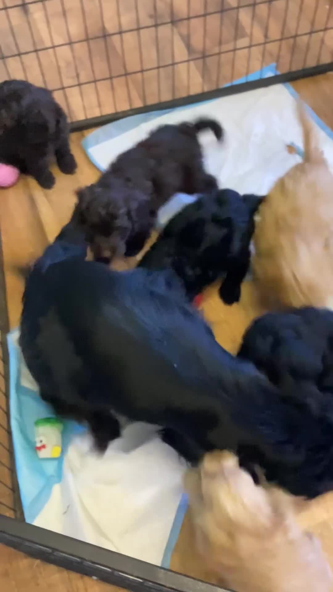 Cockapoo dogs for sale: Cockapoo f1 - Video 1