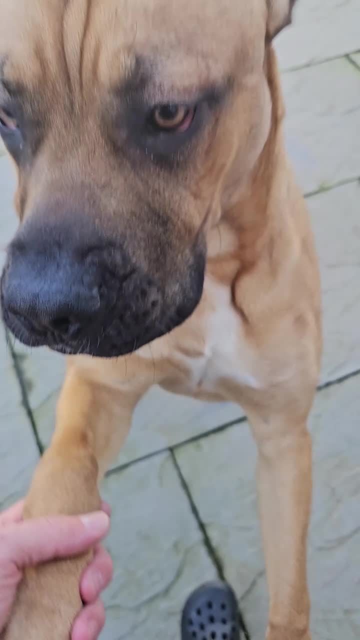 Mixed Breed dogs for sale: Cross breed Dogue de Bordeux for sale - Video 1