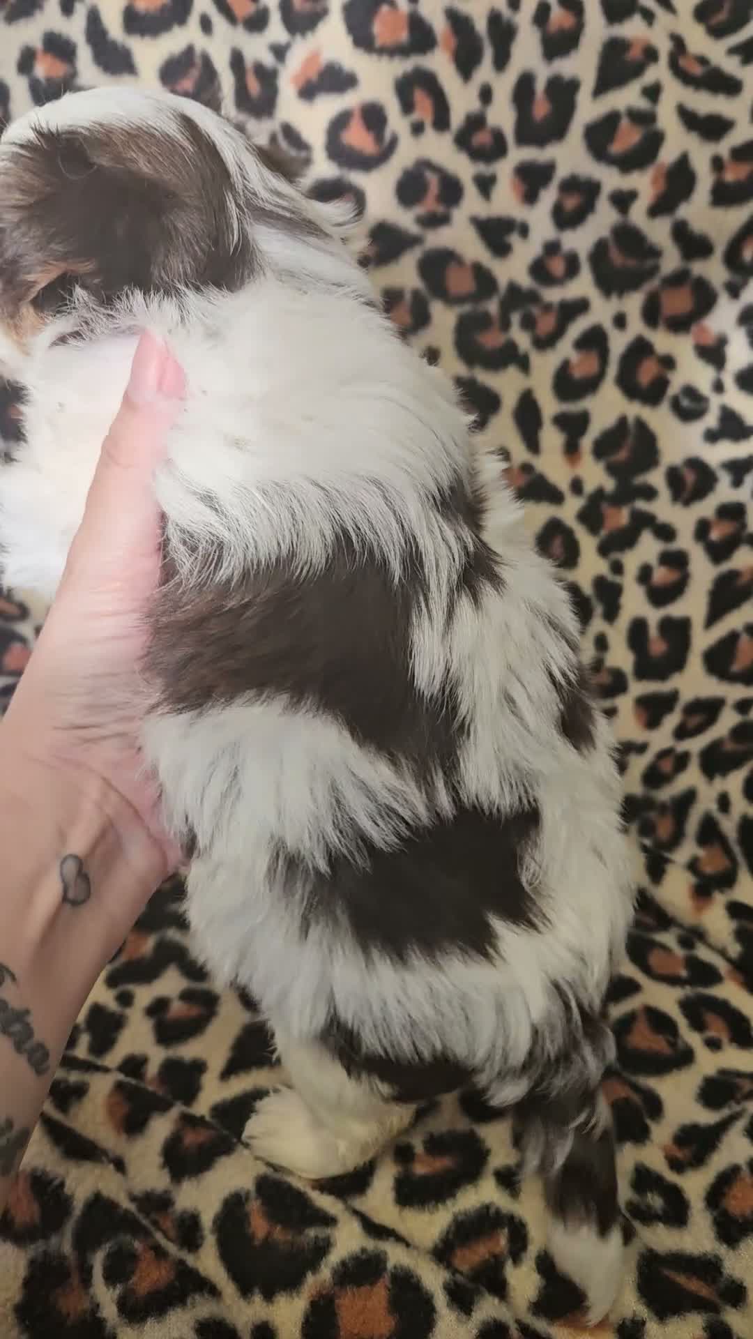 Yorkshire Terrier dogs for sale: 💜 DNA tested parents 💜 White Ocean Pearl girls - Video 2
