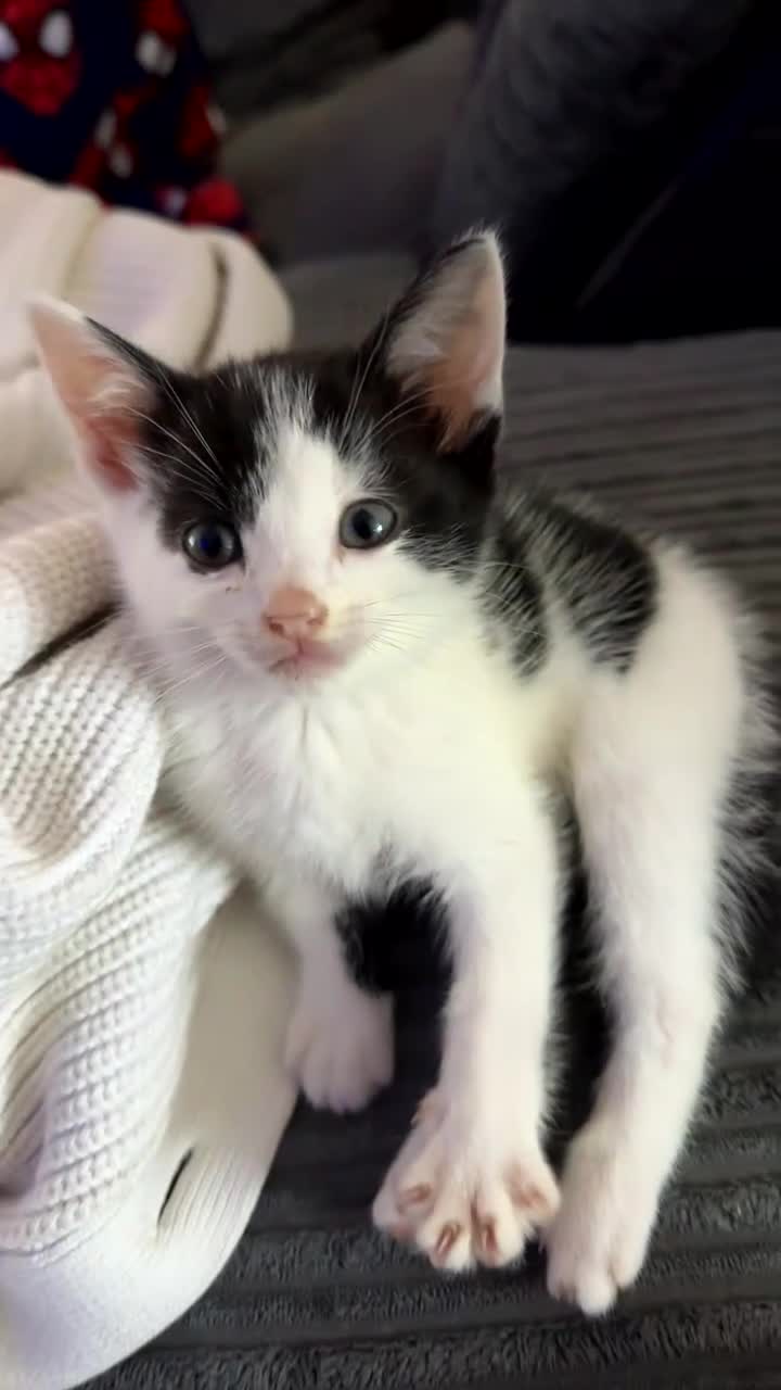 Mixed Breed cats for sale: 2 beautiful boys looking for homes. - Video 1
