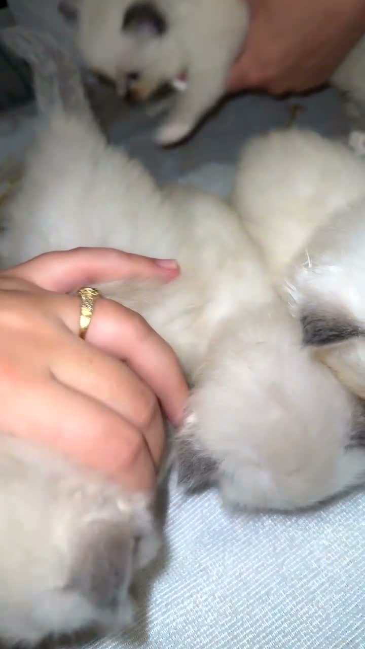 Ragdoll cats for sale: Beautiful ragdoll kittens for sale 💙 - Video 3