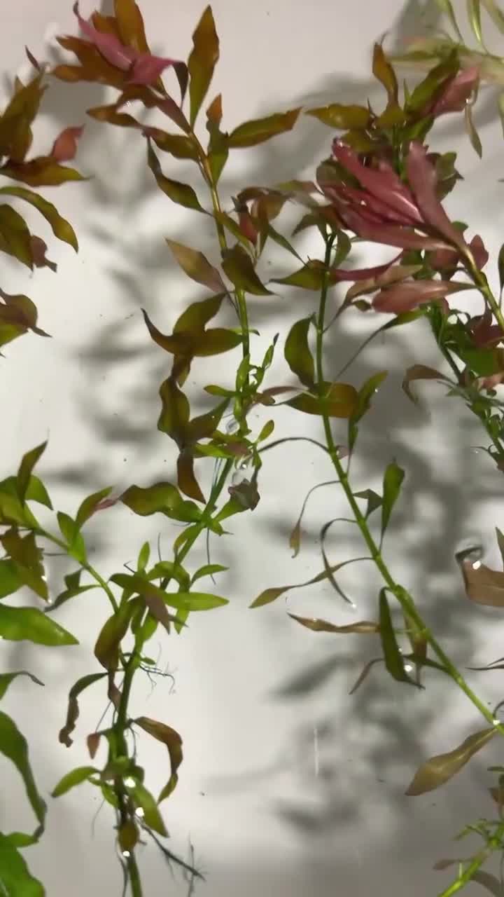 Corys fish for sale: Live aquarium plants*CHEMICAL FREE* - Video 3