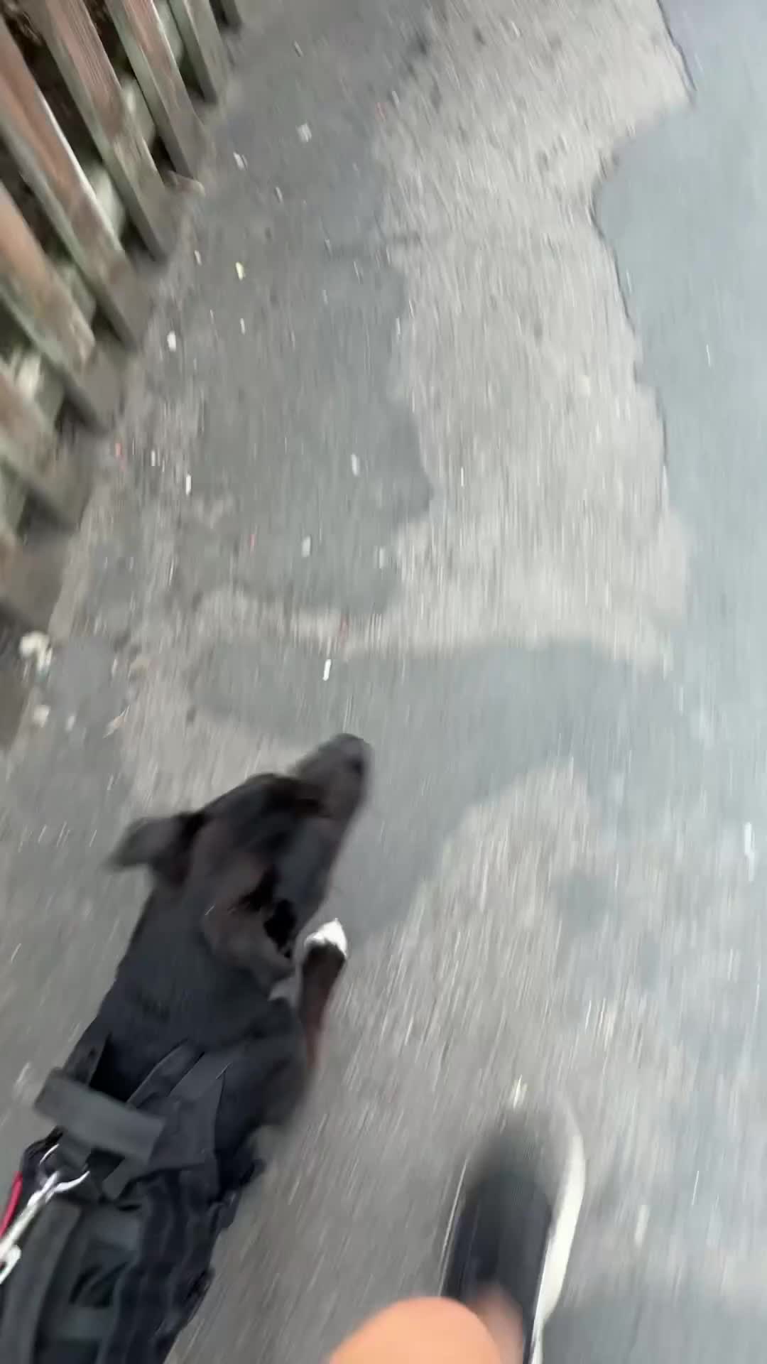 Patterdale Terrier dogs for sale: PATTERDALE TERRIER  - Video 1