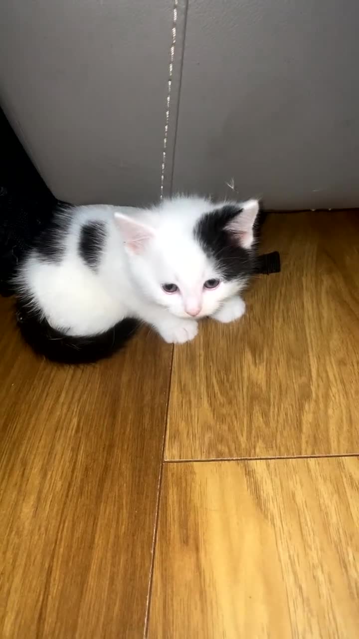 Mixed Breed cats for sale: Four beautiful kittens ready to go to a great home - Video 5