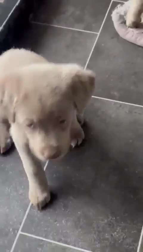 Labrador Retriever dogs for sale: Adorable KC (SILVER) labrador retriever puppies - Video 1