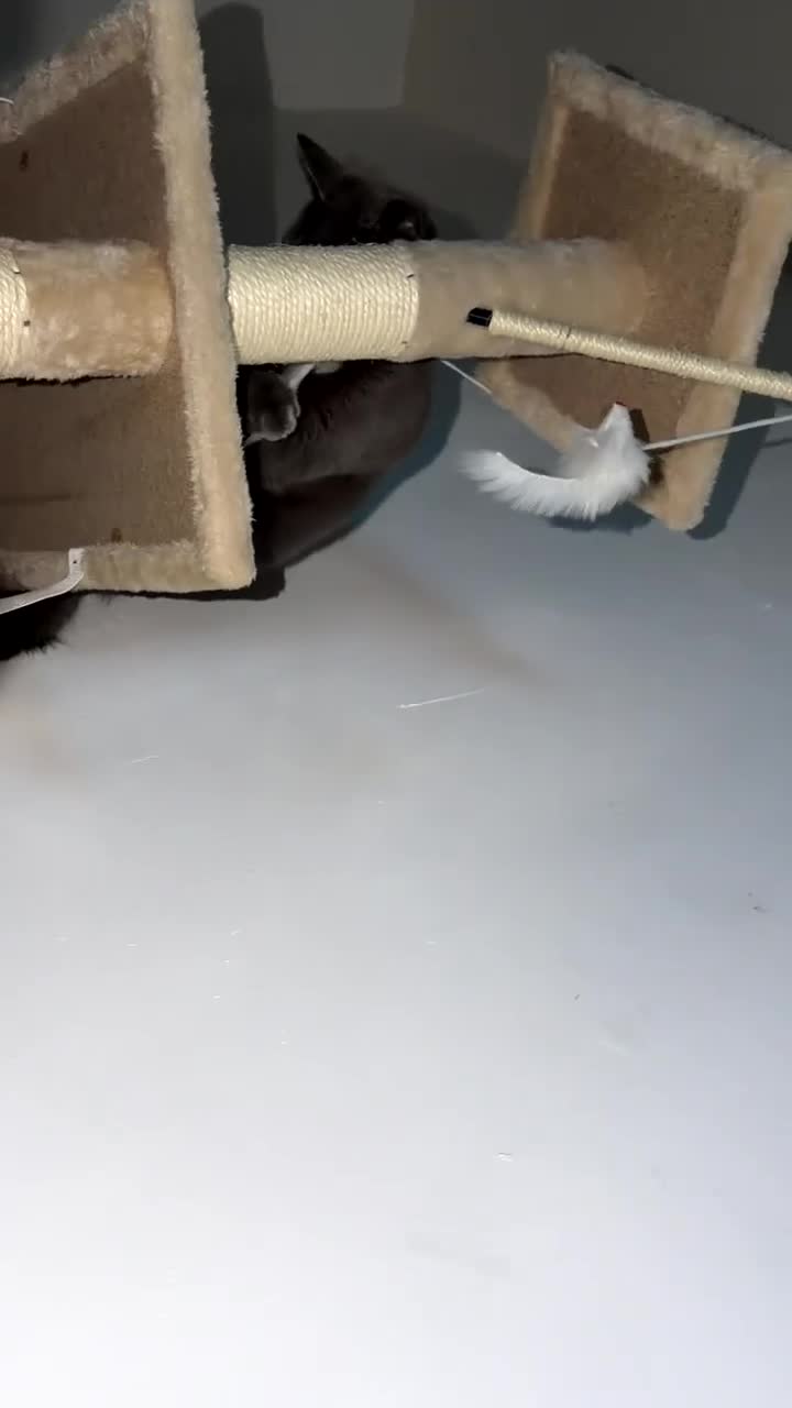 Russian Blue cats for sale: Russian blue kitten  - Video 1