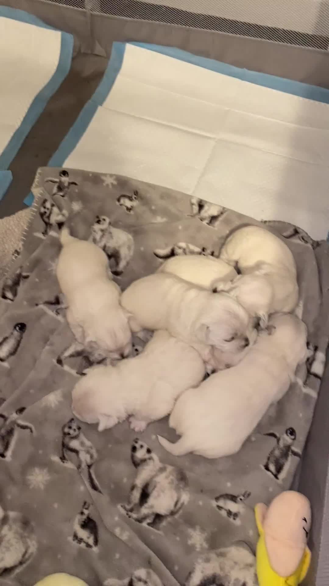 West Highland Terrier dogs for sale: Westie Puppies in Halifax - Video 2