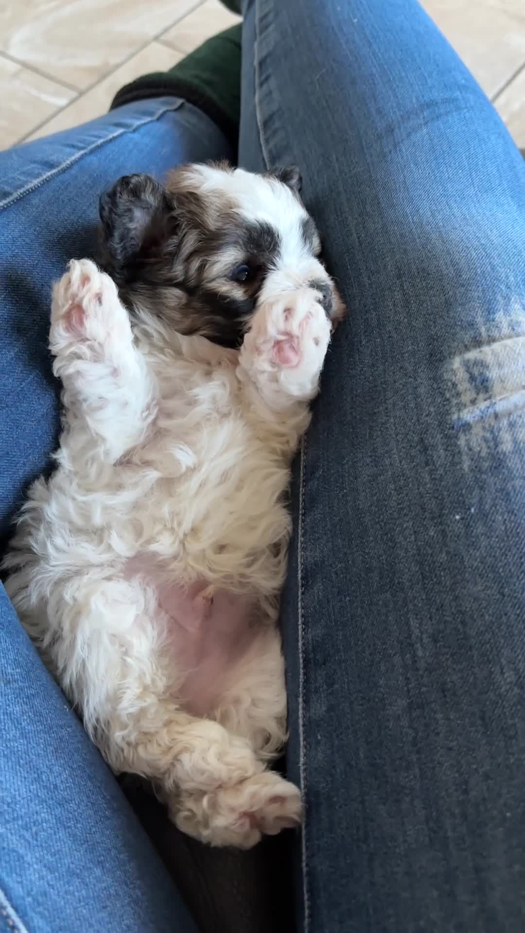 Pomapoo dogs for sale: *Ready to leave Pomapoo last boy * - Video 2
