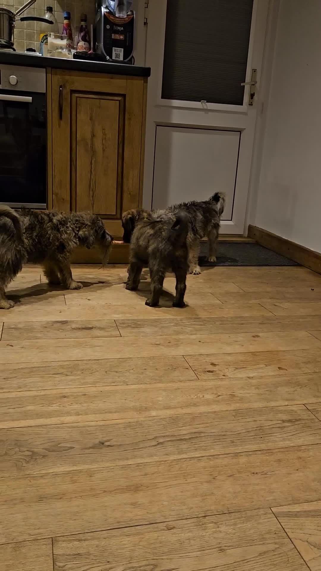 Mixed Breed dogs for sale: Rottweiler x poodle puppies ✨️ready now✨️ - Video 2