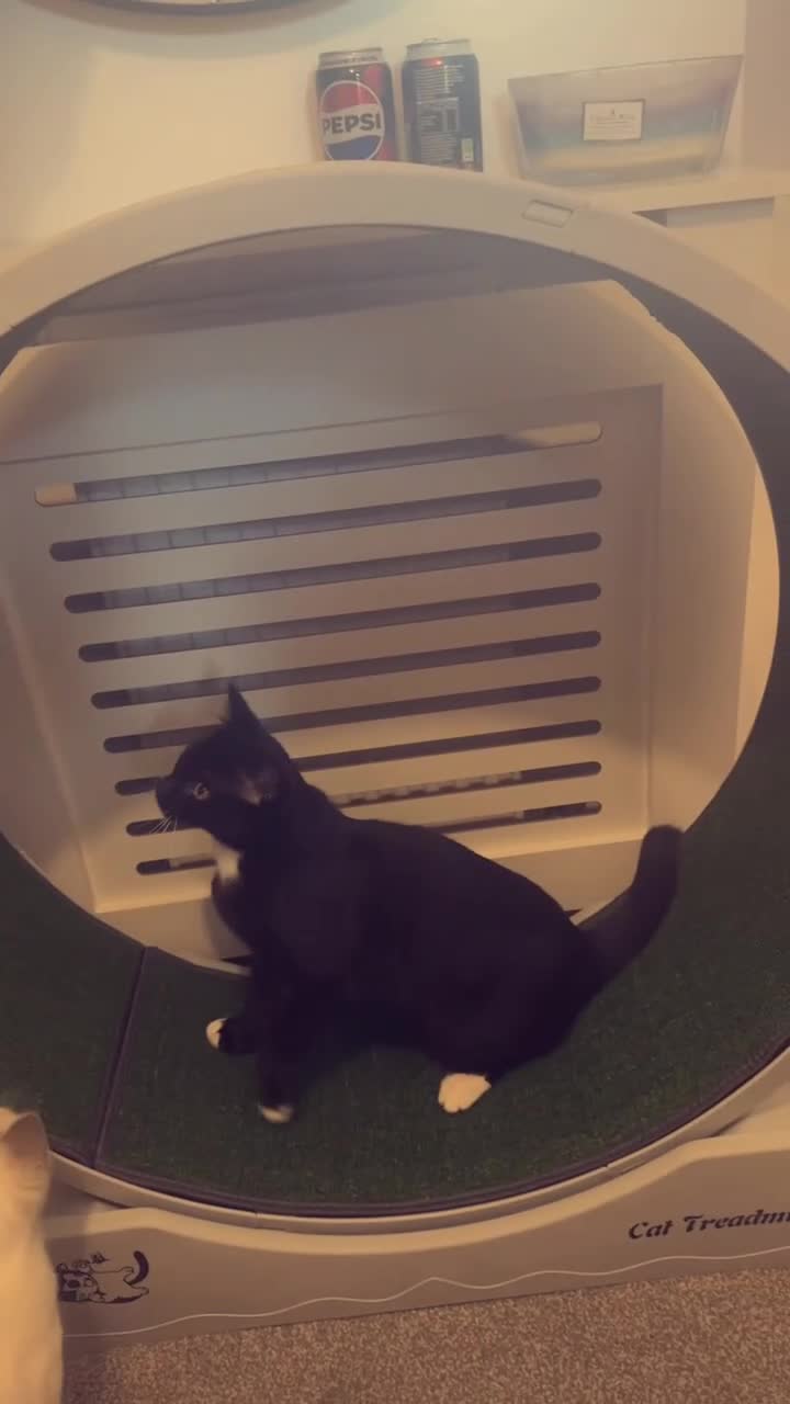 Ragdoll cats for sale: Bonded pair of female cats  - Video 1