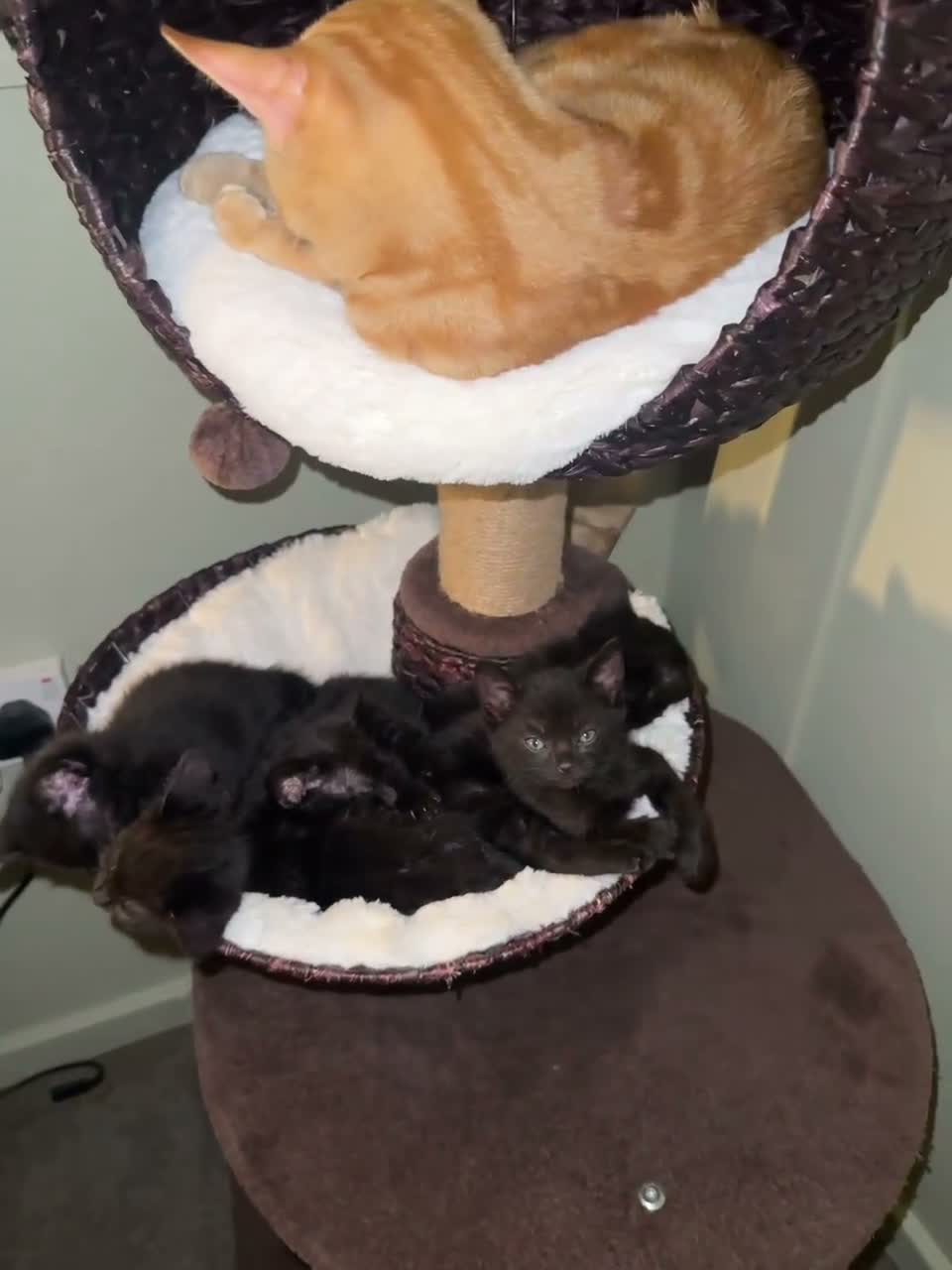 British Shorthair cats for sale: Black kittens for sale  - Video 3