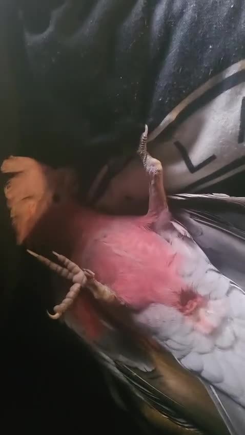 Cockatoo birds for sale: 4 month old tame Galah - Video 2