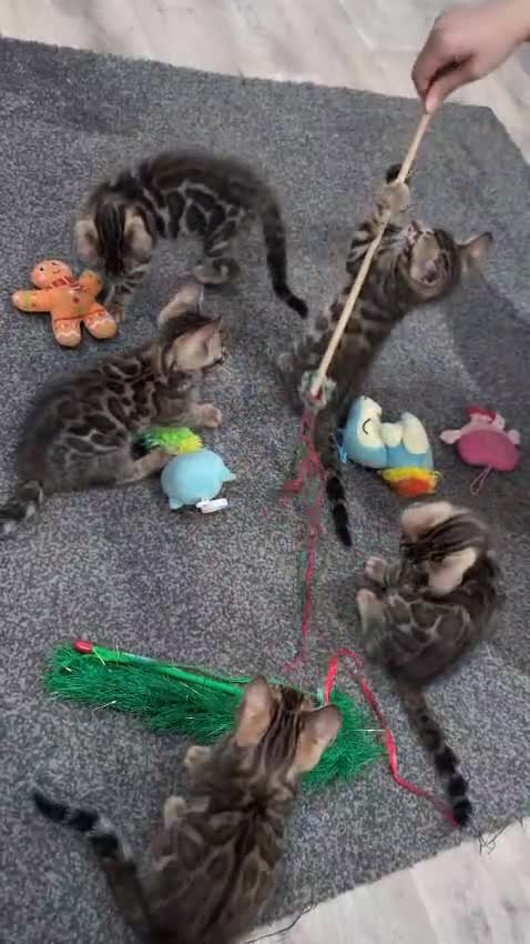 Bengal cats for sale: 🔥✨Pedigree TICA-Registered Bengals - Video 3