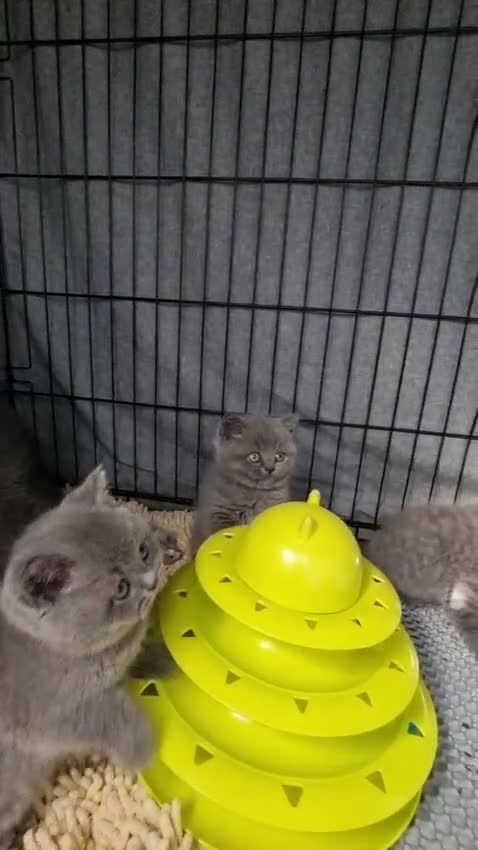 British Shorthair cats for sale: Lilac & Blue BSH Kittens Healthy GCCF Pedigree  - Video 2