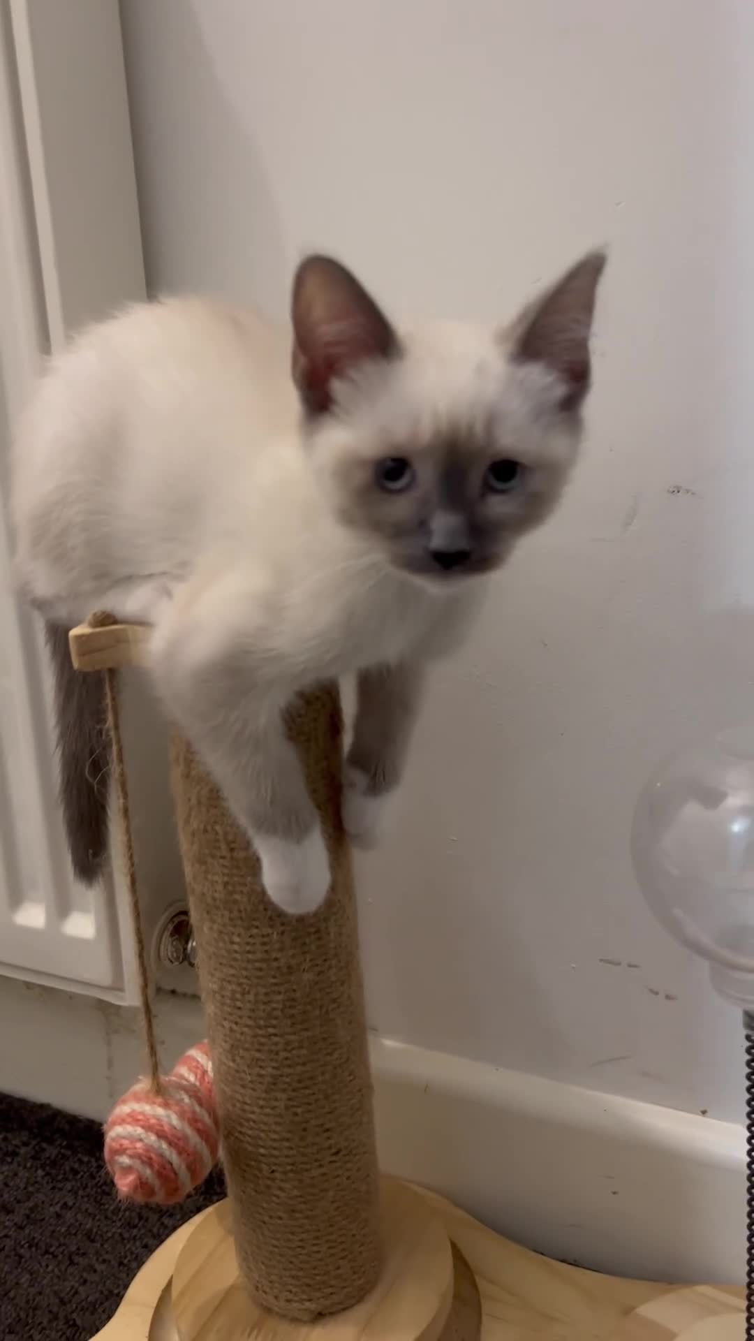 Ragdoll cats for sale: Adorable kittens Ragdoll for sale  - Video 1