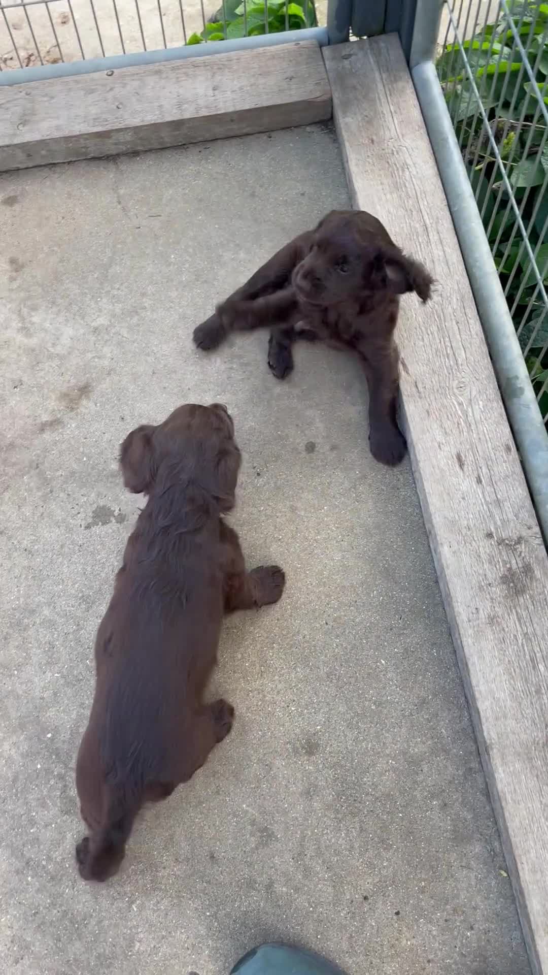 Cocker Spaniel dogs for sale: Super Chocolate Cocker Spaniel dog puppies  - Video 3