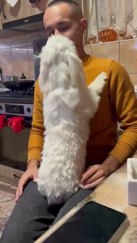 Bichon Frise dogs for adoption: Meet PACO - a Lovely little boy, for a Loving Home - Video 1