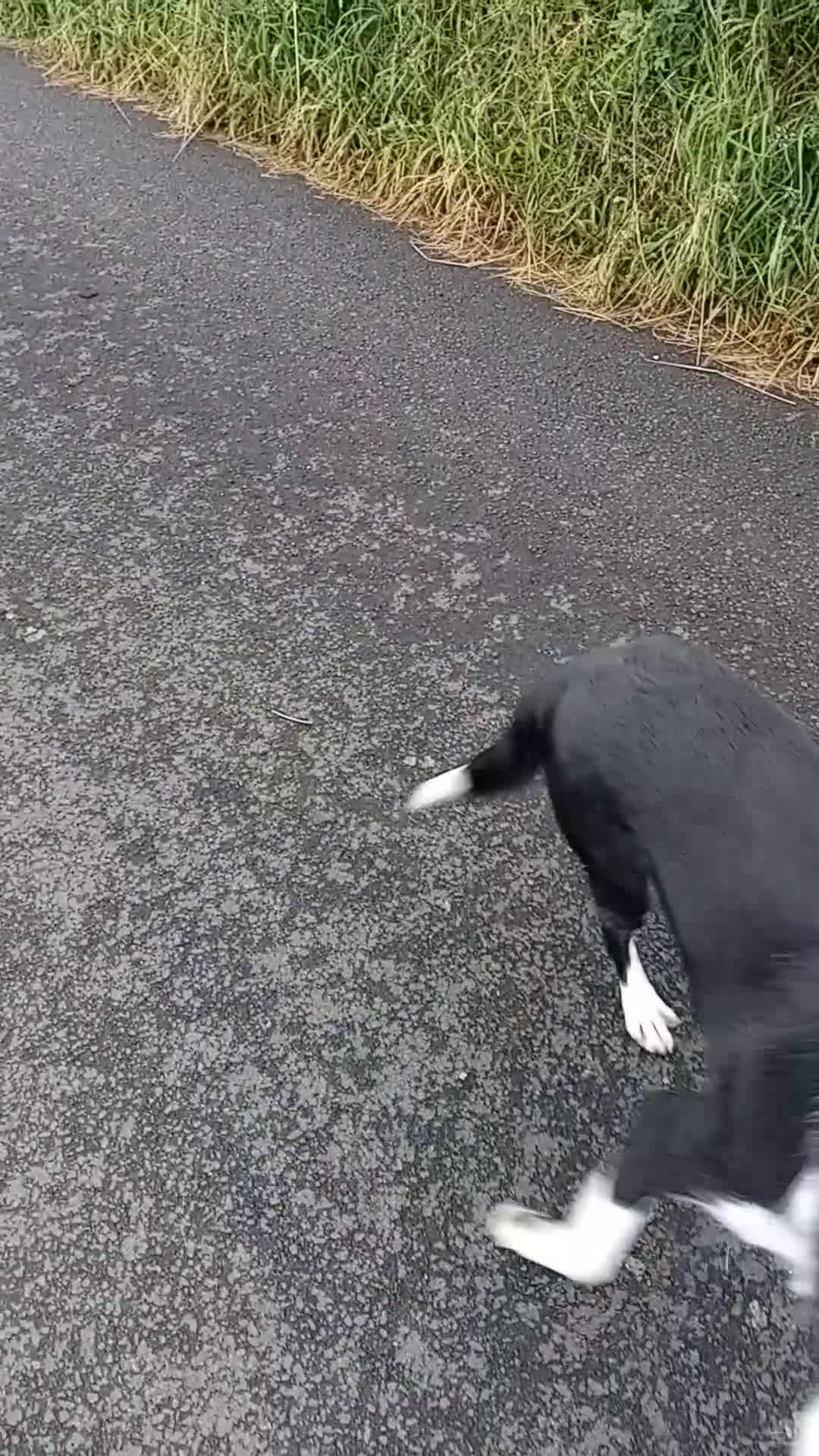 Border Collie dogs for sale: 3 1/2 year old collie bitch for sale - Video 2
