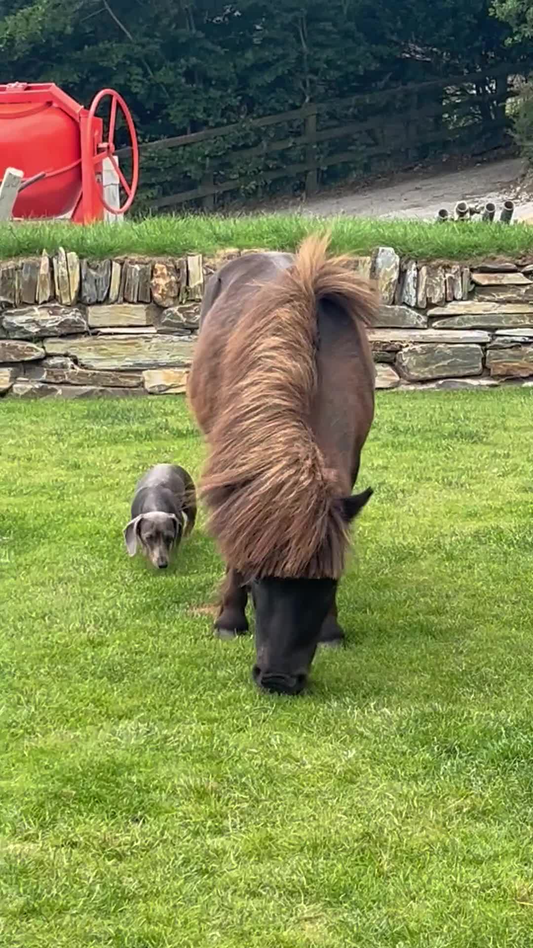 Shetland pony horses for sale: Miniature Shetland  - Video 1