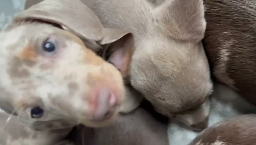 Miniature Dachshund dogs for sale: Beautiful miniatures  - Video 2