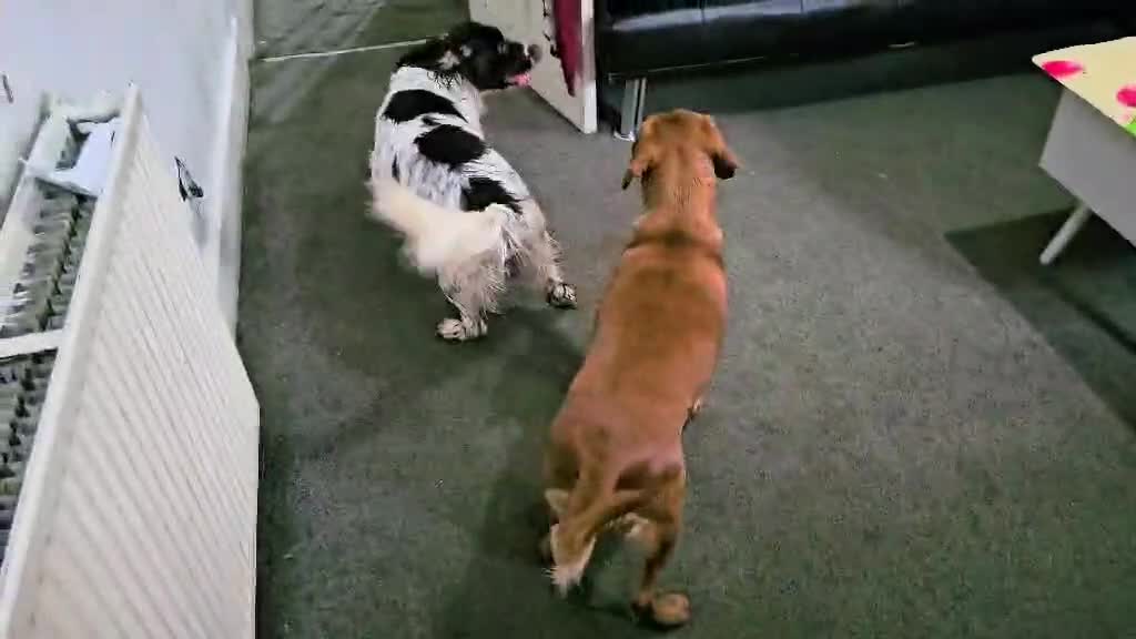 Mixed Breed dogs for sale: Cocker spaniel x labrador xEngland spring spaniel  - Video 4