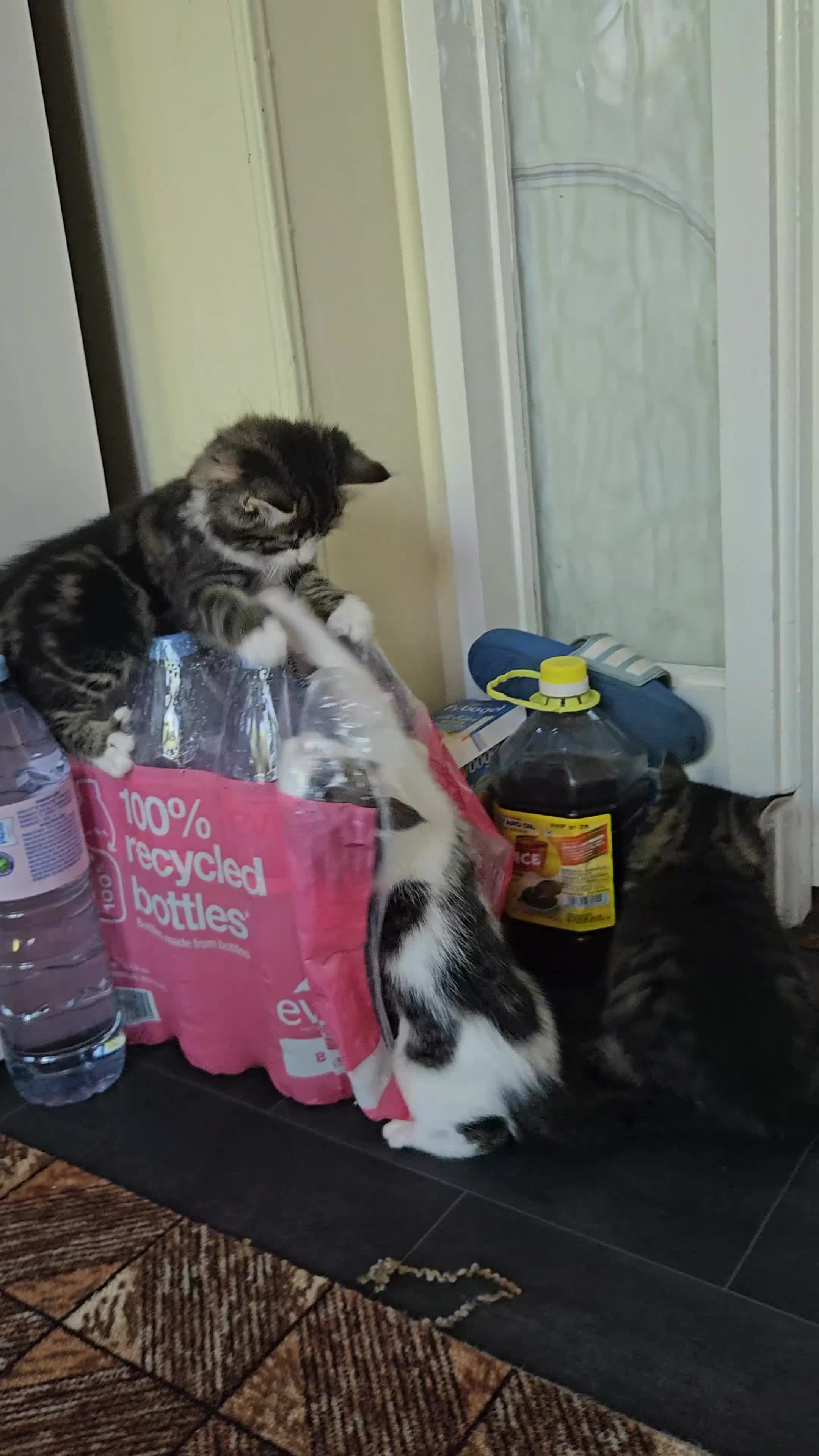 Domestic Shorthair cats for sale: Kitten  - Video 4
