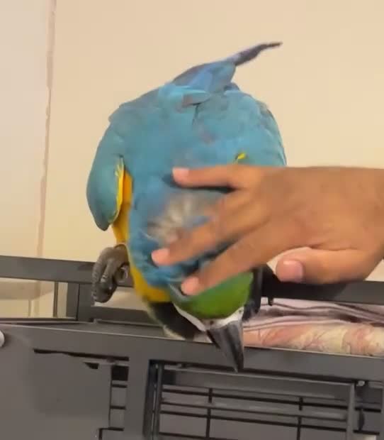 Macaws birds for sale:  Blue and Gold Macaw Parrot – Healthy & Vibrant  - Video 3