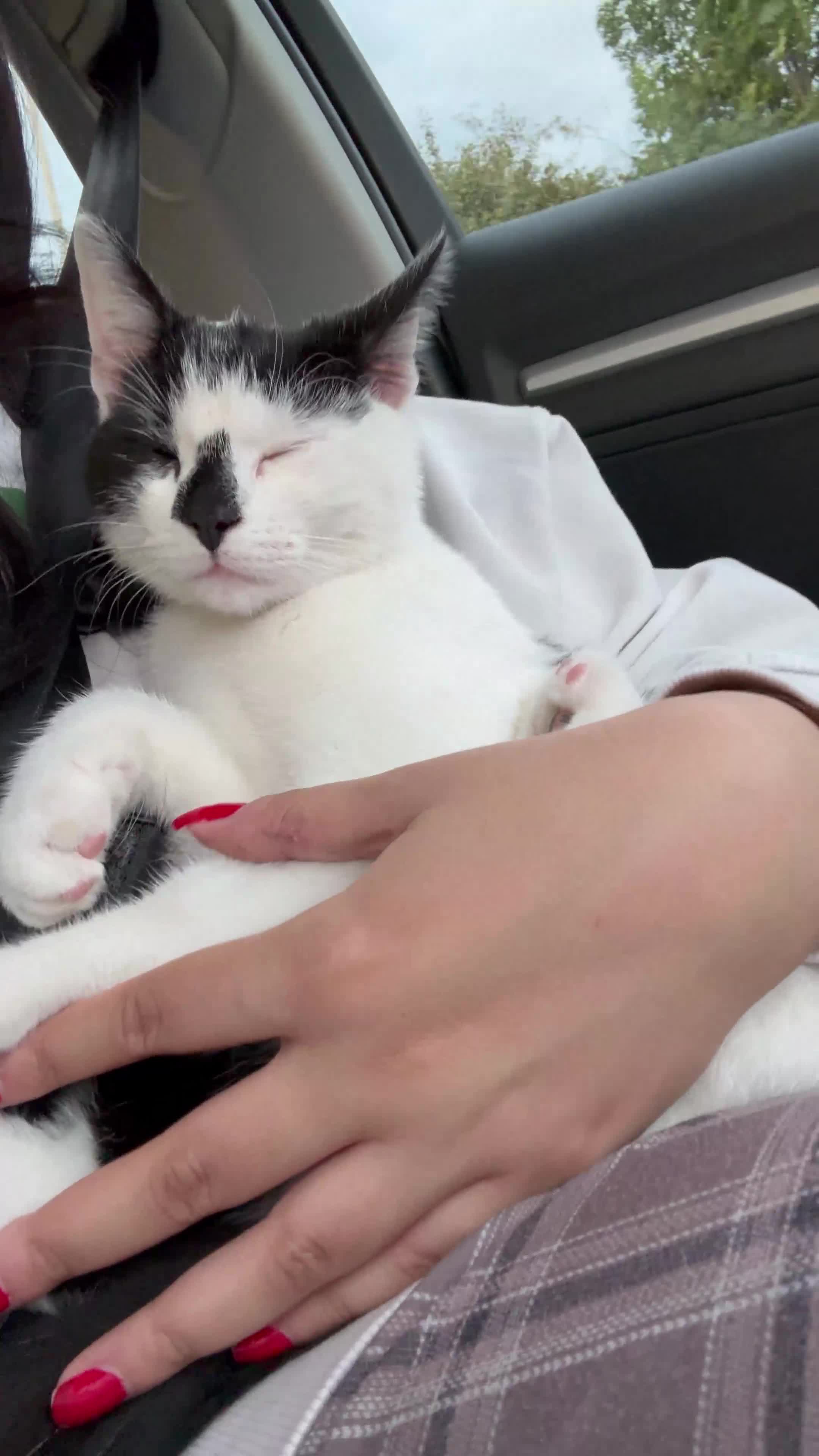Domestic Shorthair cats for sale: Black and White Male Cat. - Video 2