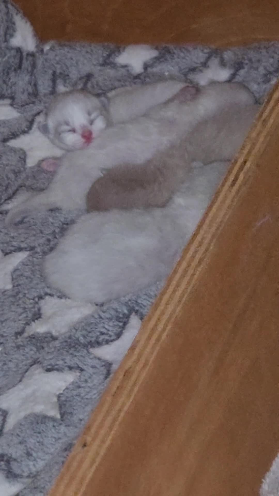 Ragdoll cats for sale: Gorgeous Pedigree chunky ragdolls - Video 1