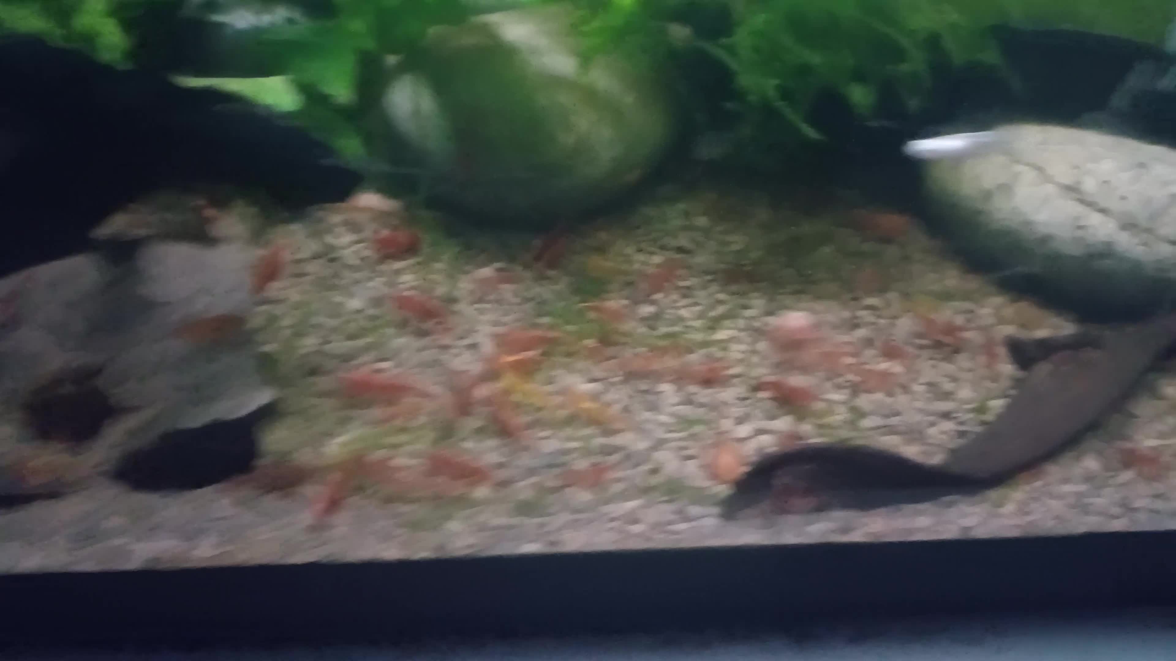 Plecos fish for sale: Super red plecos + Shrimp - Video 1