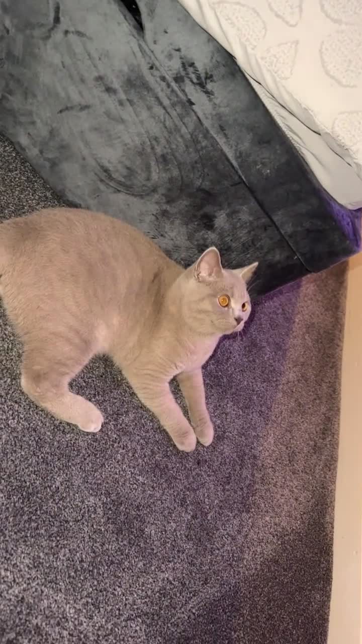 British Shorthair cats for sale: Male BsH  - Video 3