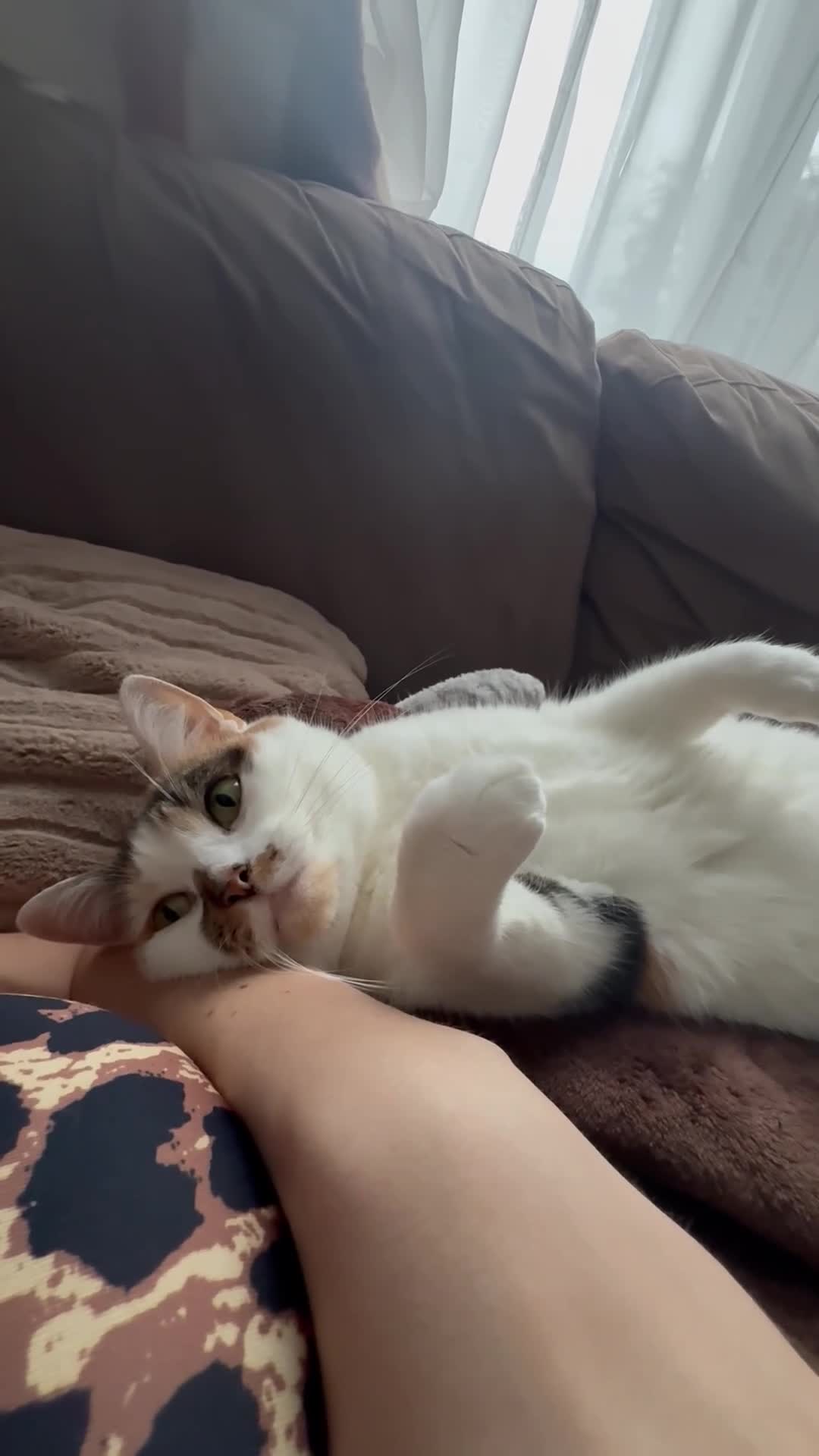 Mixed Breed cats for sale: Mum and daughter  - Video 1