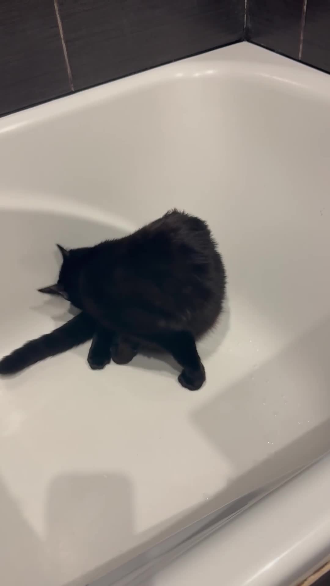 British Shorthair cats for sale: Looking for a loving home with another cat  - Video 2