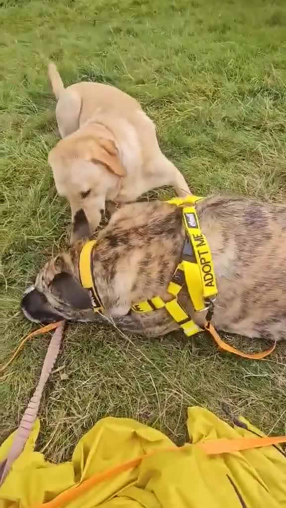 Mixed Breed dogs for adoption: Keira A gentle giant with a goofy grin needs home  - Video 1