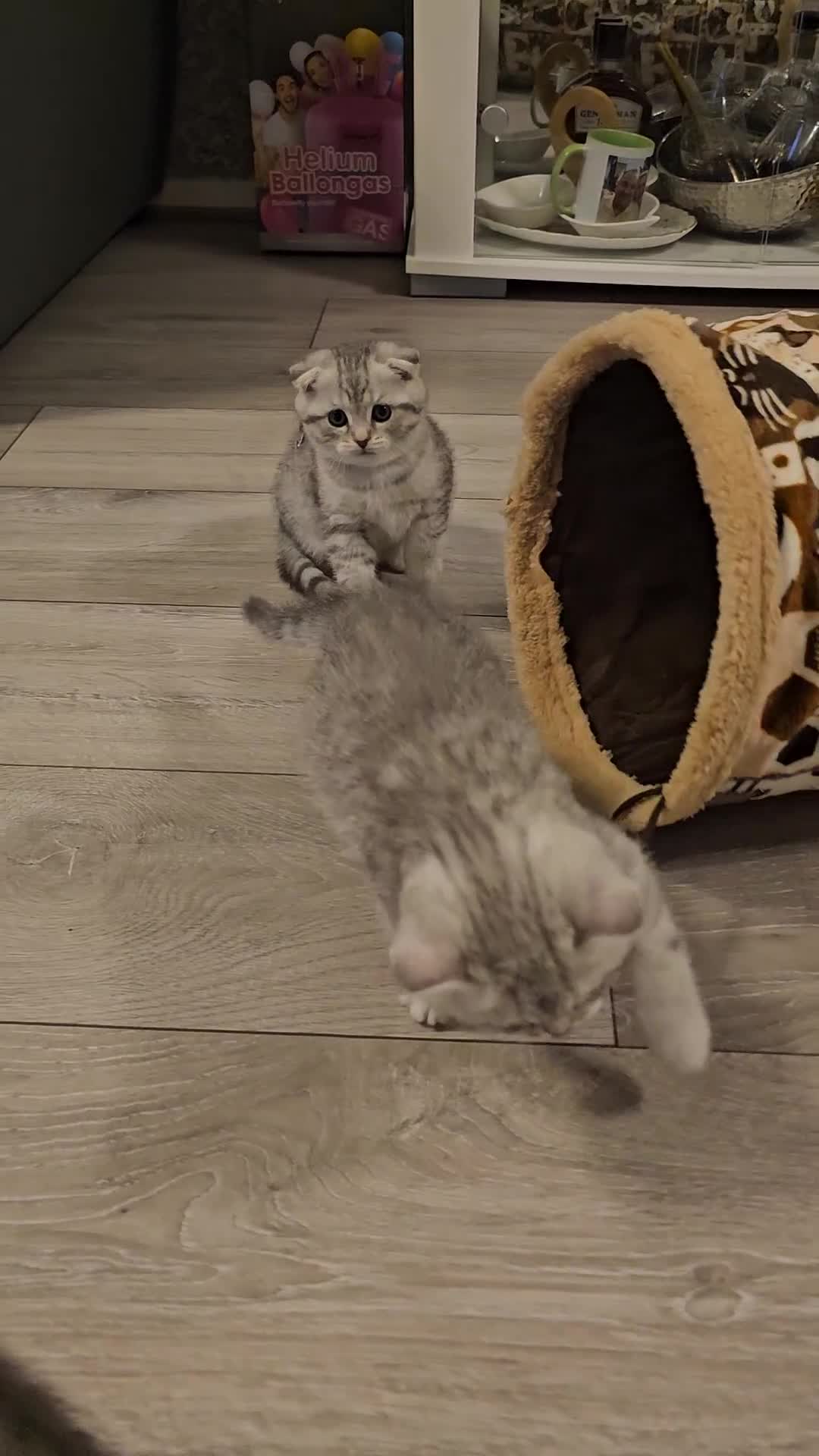 Scottish Fold cats for sale: 2 Adorable Scottish fold kittens left  - Video 1