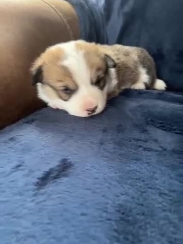 Welsh Corgi Pembroke dogs for sale: Welsh Pembrokeshire corgi puppies in Chester - Video 1
