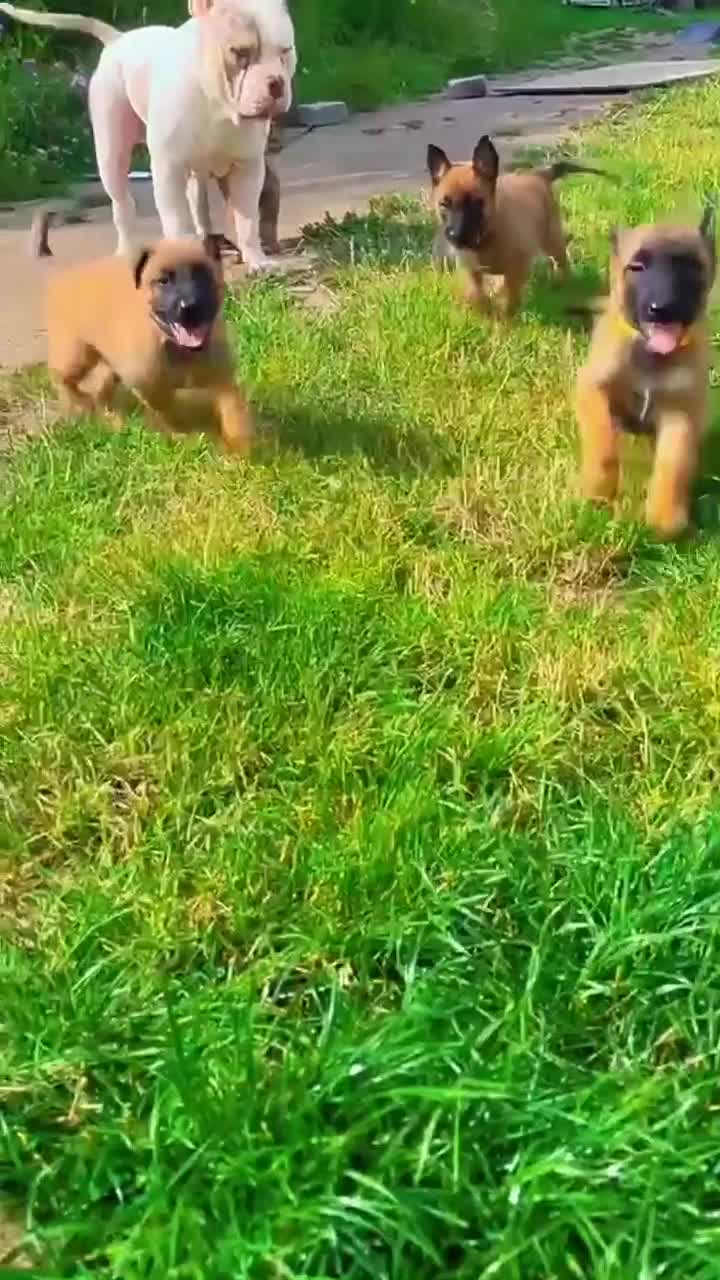 Belgian Shepherd Dog dogs for sale: Confident Mali Pups  **   ‼️ - Video 1