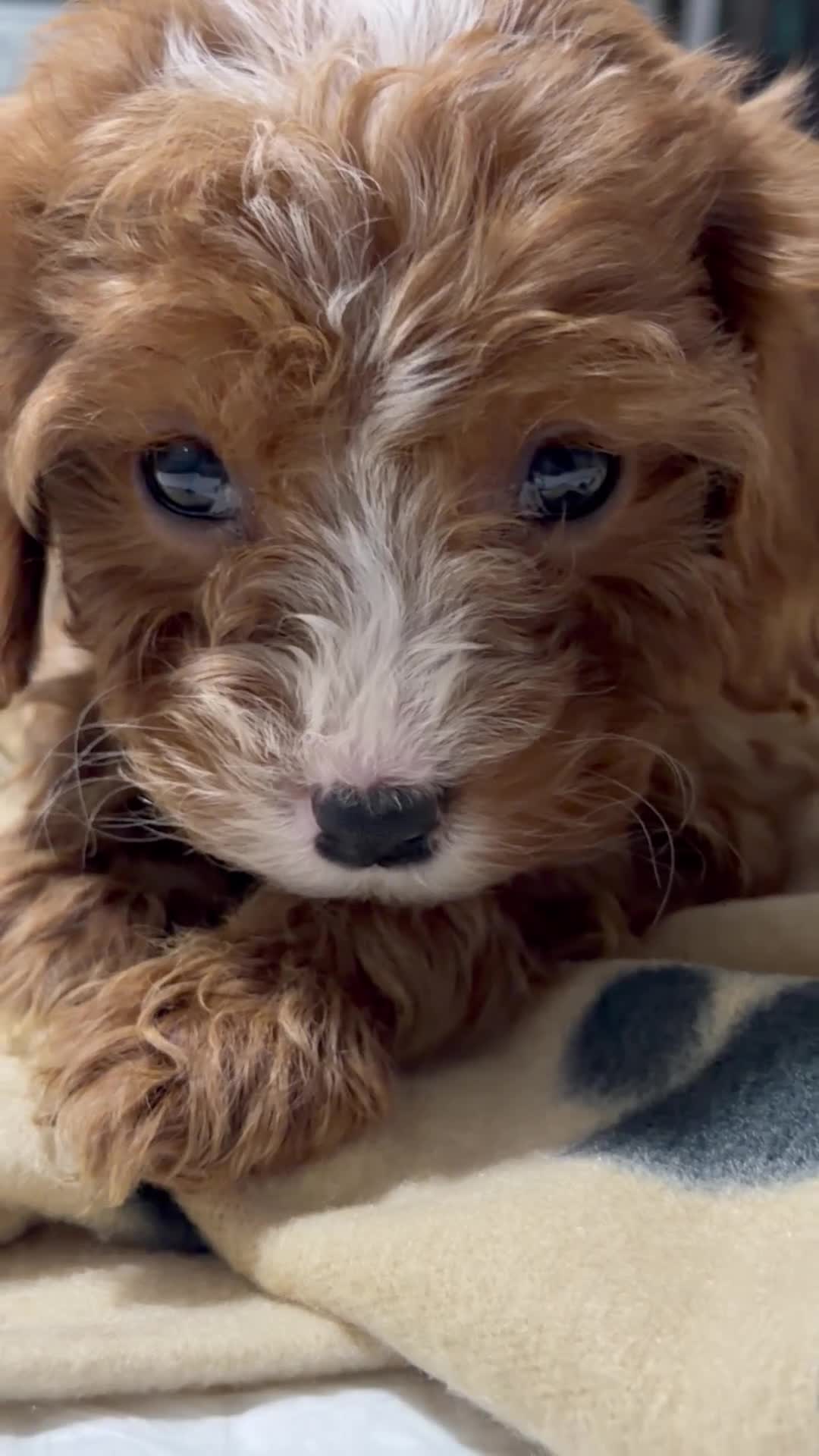 Cavapoo dogs for sale: Cavapoo puppyn - Video 1