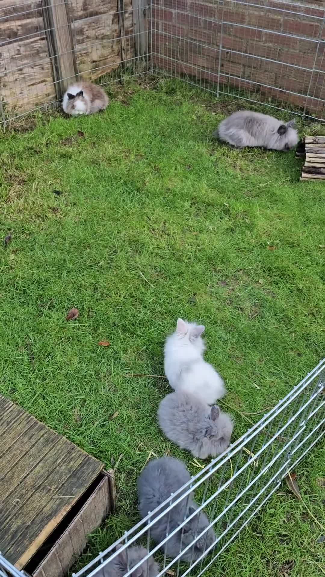 Lionhead rabbits for sale: 5 Beautiful Lion Head Babies - Video 2