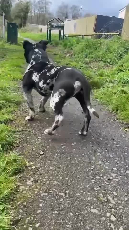 American Bulldog dogs for sale: Black & white merle pocket bully  **  in Nuneaton - Video 1