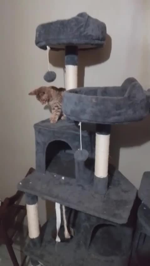 Ocicat cats for sale: Rowan The Pedigree Ocicat Is sad - Video 1