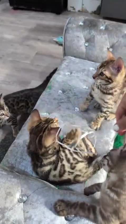 Bengal cats for sale: 🔥✨Pedigree TICA-Registered Bengals - Video 1