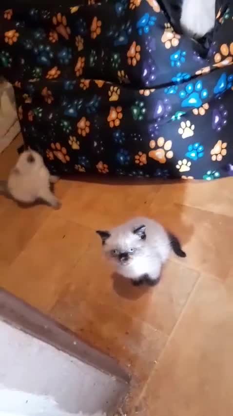 British Shorthair cats for sale: British shorthair kittens - Video 4