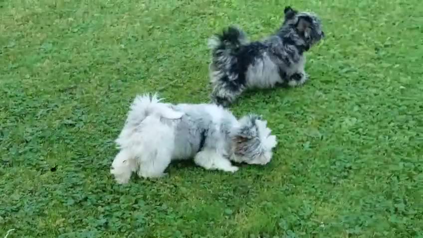 Yorkshire Terrier dogs for sale: Rare Colourful Pedigree Yorkies Certified Breeder - Video 1