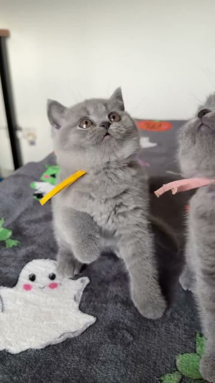 British Shorthair cats for sale: British Shorthair Kittens GCCF Registered😻✨😻 - Video 1